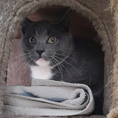 Junger Kater Coco Dumb aus dem Tierheim Flensburg, grau-getigert, sucht ein Zuhause mit Freigang und Katzenfreunden
