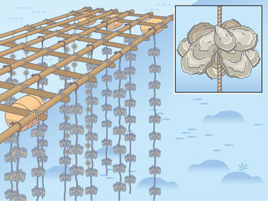 カキ養殖