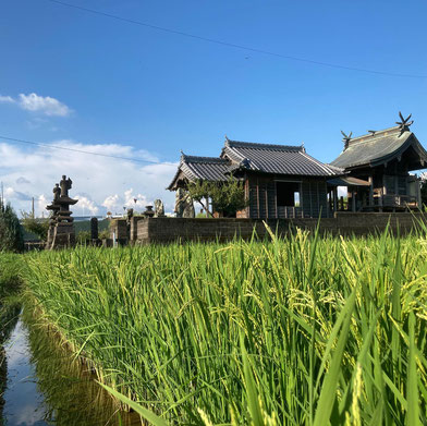 イセヒカリの田んぼ