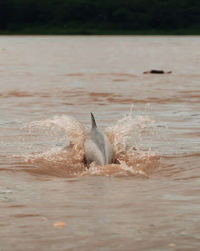 Amazon pink river dolphin sighting during wildlife tour in Iquitos, Peruvian jungle