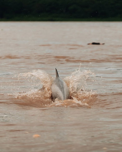 Amazon pink river dolphin sighting during wildlife tour in Iquitos, Peruvian jungle