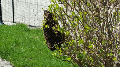 Essaim d'abeilles - Le rucher des plaisirs - Alsace