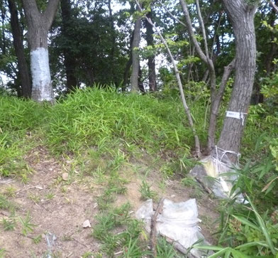 待兼山のナラ枯れ対策(昨年に実施されたとみられる。8/8)