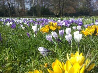 Krokusse im Heilbronner Pfühlpark