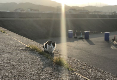 太陽と猫