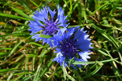 Petites fleurs dans cette merveilleuse nature des monts sancerrois