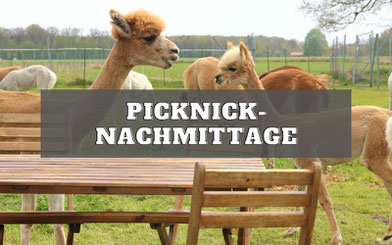 alpaka_picknick_seelenheil_alpakas