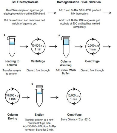 DNA Purification Gel and PCR-products