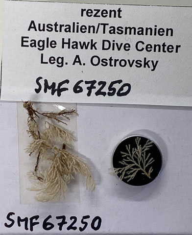 Senckenberg, Bryozoa, Bryozoen, Moostierchen, Sammlung Voigt