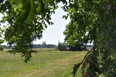 Blick auf eine grüne wiedenlandschaft einggrenzt von Bäumen mit Blick auf die Nikoliakirche von Jüterbog