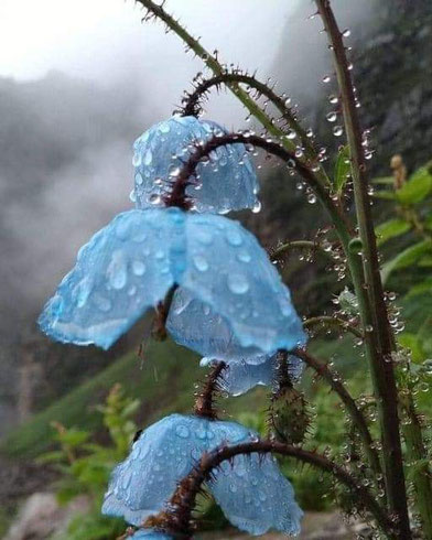 Coquelicots bleus de l'Himalaya sous la pluie..  Photo manoj kinger