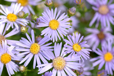 Berg-Aster