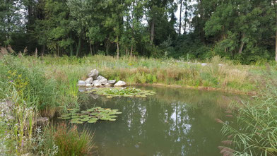 nénuphars et sérénité 