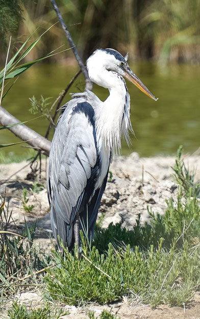 Bild: Parc ornithologique de Pont-de-Gau 