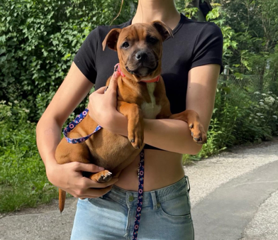 Herzlich willkommen Prada 🥰 Diese kleine Maus darf nun unser Rudel erweitern. Nach einer gefühlten Ewigkeit durften wir sie endlich abholen und in unserer Familie begrüßen 🥰 Wir freuen uns über die schöne und feurige Polin und sind schon gespannt auf die gemeinsame Zeit und was die Zukunft bringt 🤩 Sie wird bei mir (Petra) im Rudel leben 🐶
