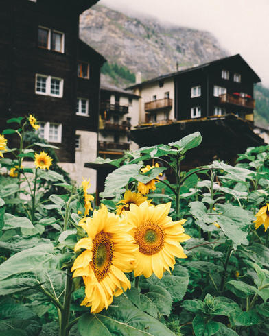 Zermatt Chalets