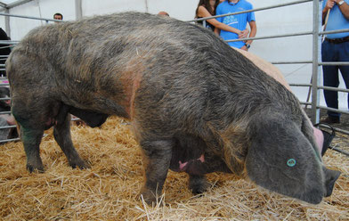 "Moscón", elegido el mejor berrón del concurso