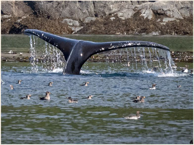 Vancouver Island, Port McNeill, Seawolf Adventure, Knight Inlet, Johnson Strait, Grizzli-Tour