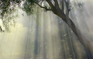 Olivenbaum im Nebel
