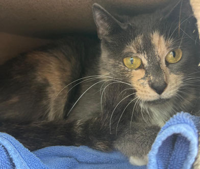 Zurückhaltende Katze Sugar Grape sucht liebevolles Zuhause mit Freigang – Tierheim Flensburg