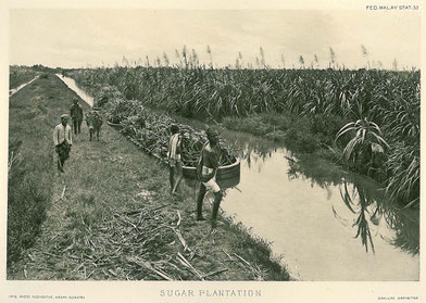 Ansicht einer Zuckerplantage, Bild: Historical postcard of Indonesia [Public domain].