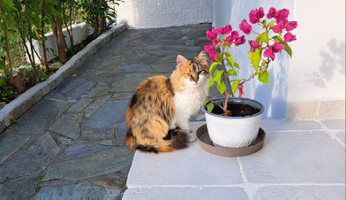 Kätzchen mit Blumenstock