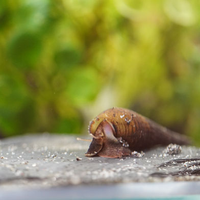 Langnasen Schnecke