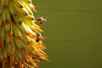 アロエの花とミツバチ