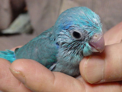 手乗りマメルリハブルーヒナが仲間入りしました 福岡手乗りインコ小鳥販売店ペットミッキンのホームページです