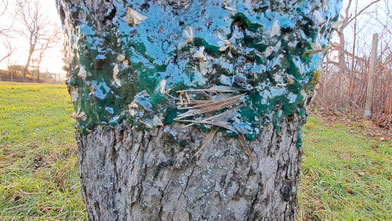 Hier hat ein Rotkehlchen seinen Flügel verloren. Flugunfähig hat es kaum eine Chance, zu überleben. Foto: Doris Chalwatzis