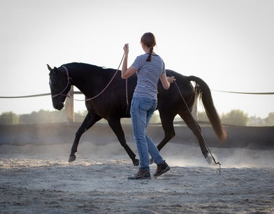 Blindly Follow Horses Blindly Follow Horses