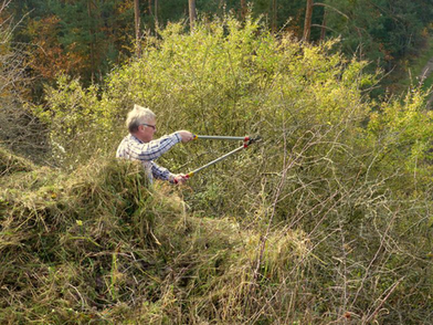 Ein freiwilliger Helfer schneidet mit einer großen Gartenschere einen großen Busch zurück