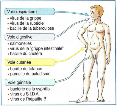 Voies d'entrée possible des micro-organismes dans le corps. En lien avec l'alimentation la voie digestive est la plus empruntée par les micro-organismes. Source : BORDAS SVT.