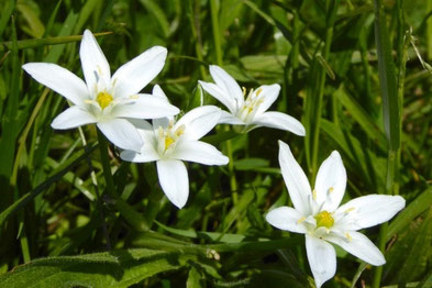 Dolden-Milchstern - Ornithogalum umbellatum - fotografiert von E. Anderer bei der Wiesenwanderung im Naturschutzgebiet am 08.05.16