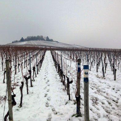 Fellbach:Weinberge am Kappelberg