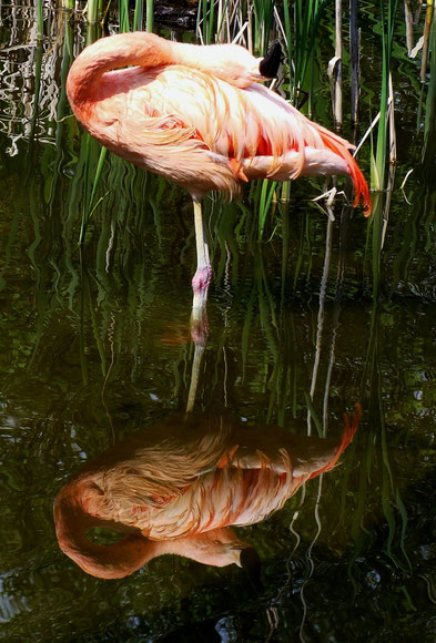 Flamant rose / Photo de Crystal Jones