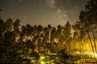 nuit étoilée de la forêt en cabanes en ouverture longue