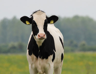 Casein A1 Ernährungsberatung Heinsberg