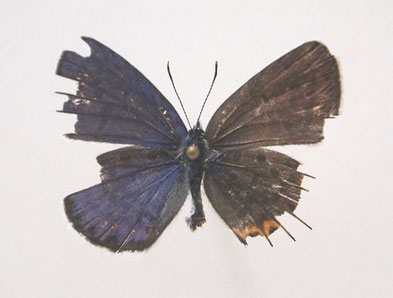 雌雄型 - f-h-i-butterfliesandfish ページ! 雌雄型 - f-h-i-butterfliesandfish ページ!