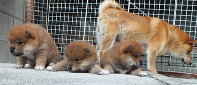 赤柴大桃とその仔犬たちの画像