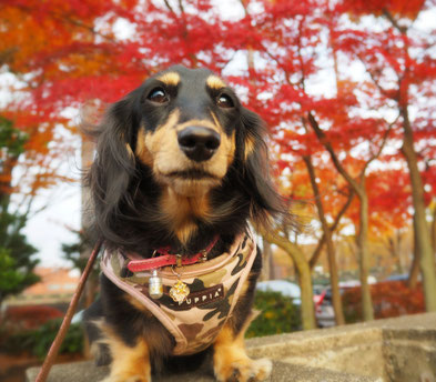 くおんと紅葉