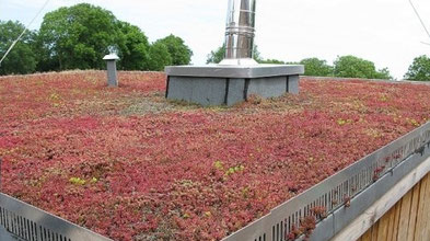 Toiture de sedum à Lille.