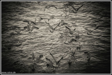 Möwen im Flug#sw#Roland Valter#rolva#Natur-Fotografie#Aachen 