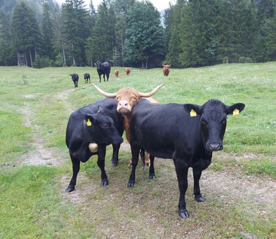BIO-Angus aus Kitzbühel