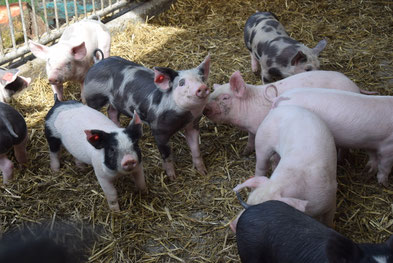 JUFFINGER BIO-METZGEREI, BIO-Fleisch für Generationen