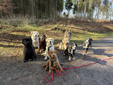 Junge und alte Hunde gemeinsam unterwegs - Rundum Glückshund
