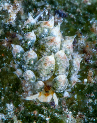 Costasiella kuroshimae