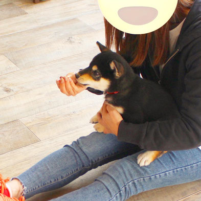 抱っこに慣れる社会化をはかる和犬