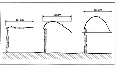 Abbildung 1: Spaliererziehungsformen: a) Flachbogen, b) Halbbogen, c) Pendelbogen. Quelle: Der Winzer, Müller et. al. (2008)