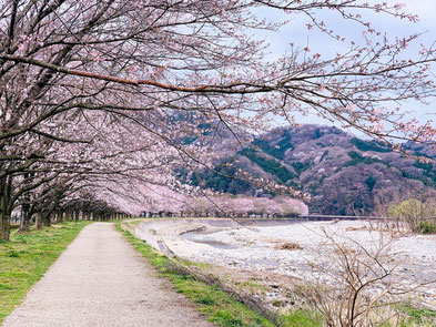 ꧁ ©Akira Deng, Cerisiers en fleurs à Kanuma, Japon ꧂